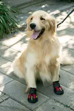 ペット用防水・滑り止め犬用シューズ【耐摩耗・サモエド・ゴールデン・ラブラドール用】
