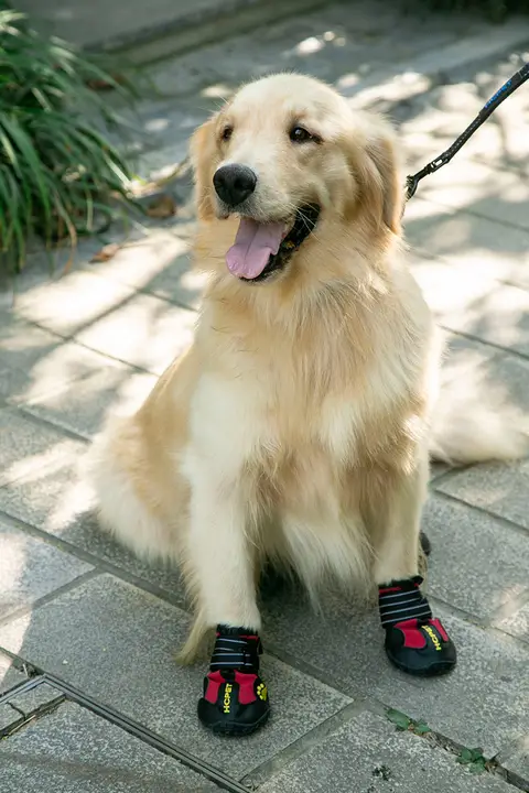ペット用防水・滑り止め犬用シューズ【耐摩耗・サモエド・ゴールデン・ラブラドール用】