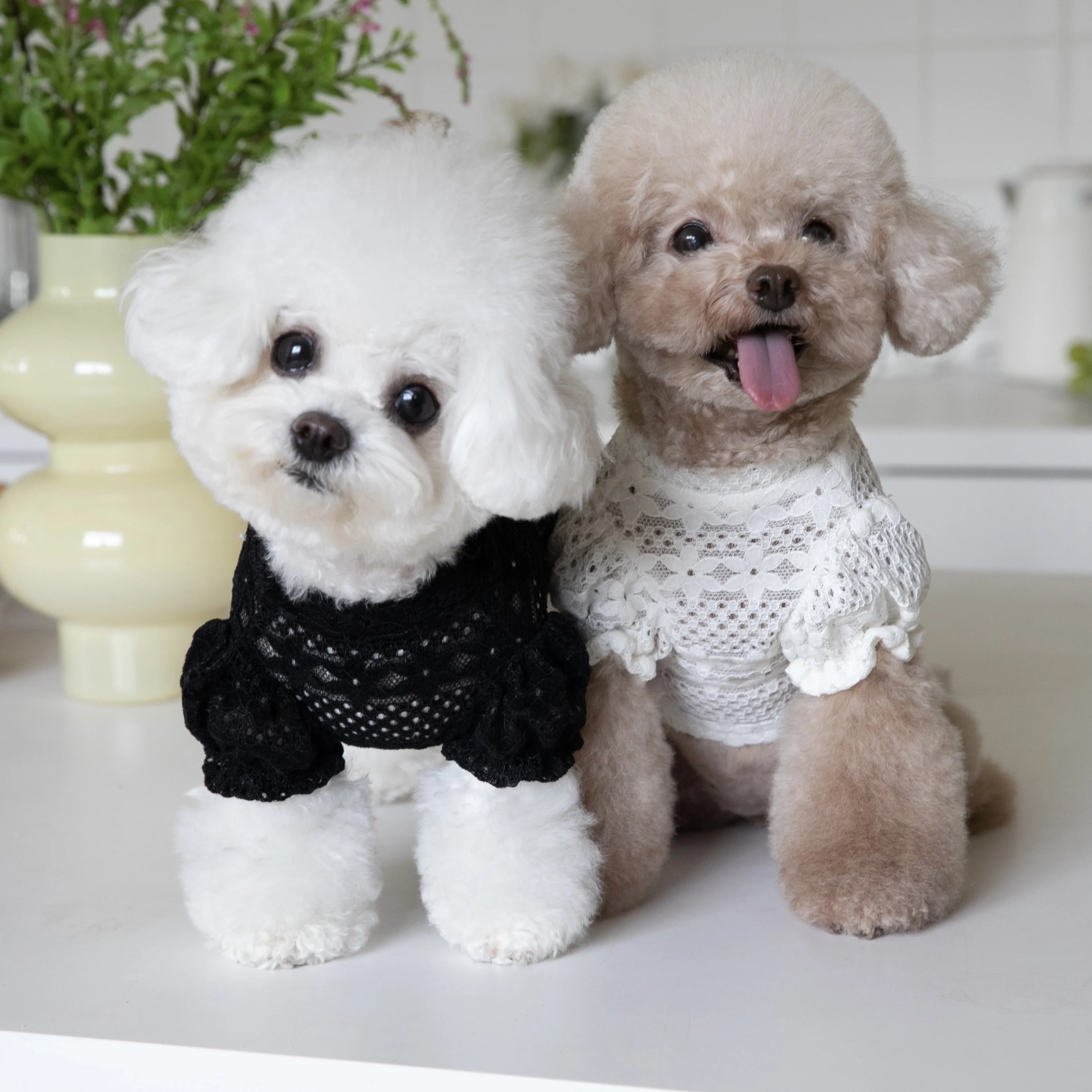 大型犬を飼うなら、どんな服が「飼いやすさ」を支えるの？