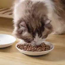 猫用陶器食器【滑り止め付き・シリコン製・フードとおやつ用】