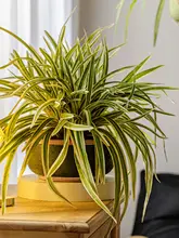 フェイクグリーンプランツ 吊りバスケット 植物ウォールデコレーション