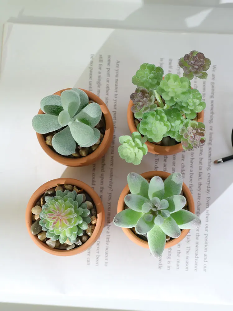 一人暮らし新生活をだけで揃えたら総額いくら？陶土製多肉植物で心のバランスを整える完全ガイド