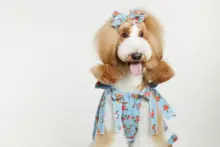 ペット服 型紙 犬 猫 プリンセスドレス かぶりタイプ トイプードル ビションフリーゼ 小型犬 手作り ワンピース