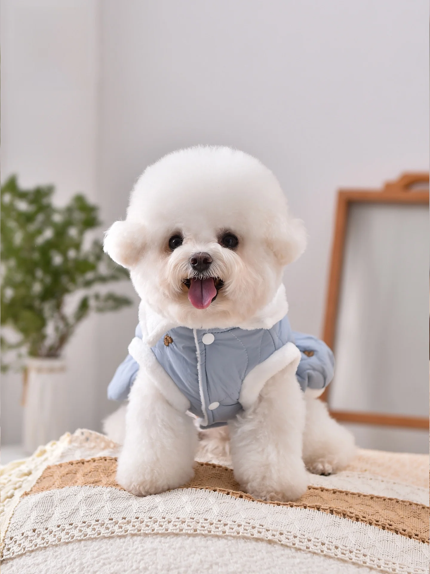 愛犬用プリンセスドレス：秋冬シーズンに最適な加絨連衣裙の実用性とサイズ選定ガイド