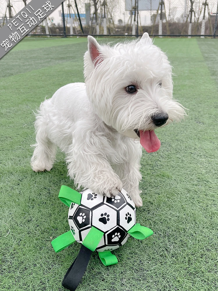 犬のお散歩グッズをコスパ良く揃える方法｜耐噛性と音反応の実測ガイド
