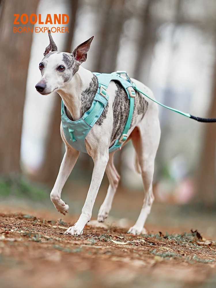 犬のお散歩グッズをコスパ良く揃える方法　徹底解説・サイズ・色選びのポイント
