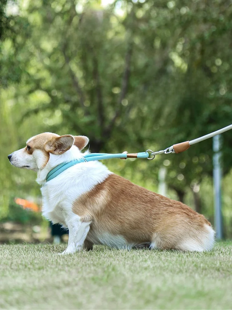 犬のお散歩グッズをコスパ良く揃える方法｜耐久性とデザインのバランスを徹底解説