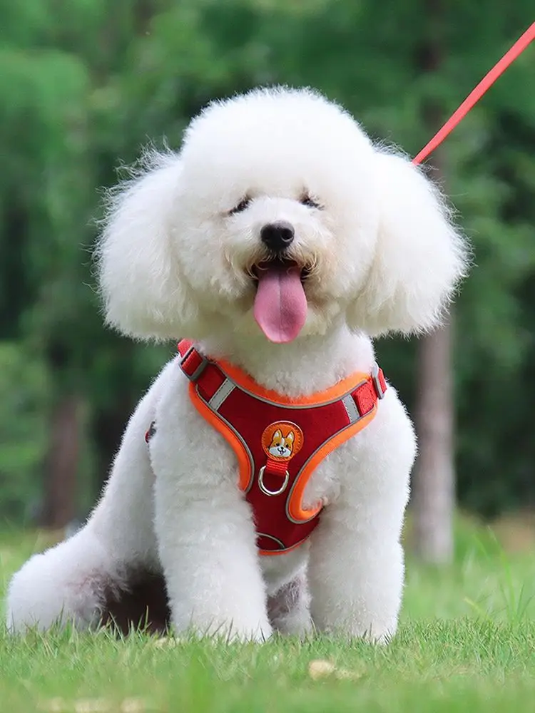 犬のお散歩グッズをコスパ良く揃える方法｜夜間安全と快適フィットを両立する完全ガイド
