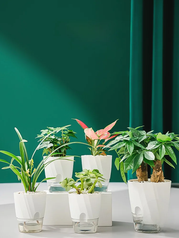 自動吸水仕様の透明プランターで観葉植物を簡単にお手軽に育てる方法