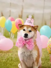 ペットの誕生日パーティーセット【猫と犬用・フリンジ付きエプロン・ドット柄キャップ・ケーキ装飾】