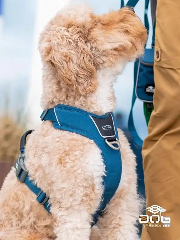 犬のお散歩グッズをコスパ良く揃える方法｜胸部ハーネスの選び方と実際の使い方