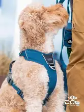犬用 胸部ハーネス【中小型犬対応・リード付き・柴犬＆ボーダーコリー用】