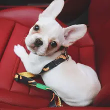 ペット用 車載安全ベルト【大型犬・小型犬対応・胸背式牽引ロープ】