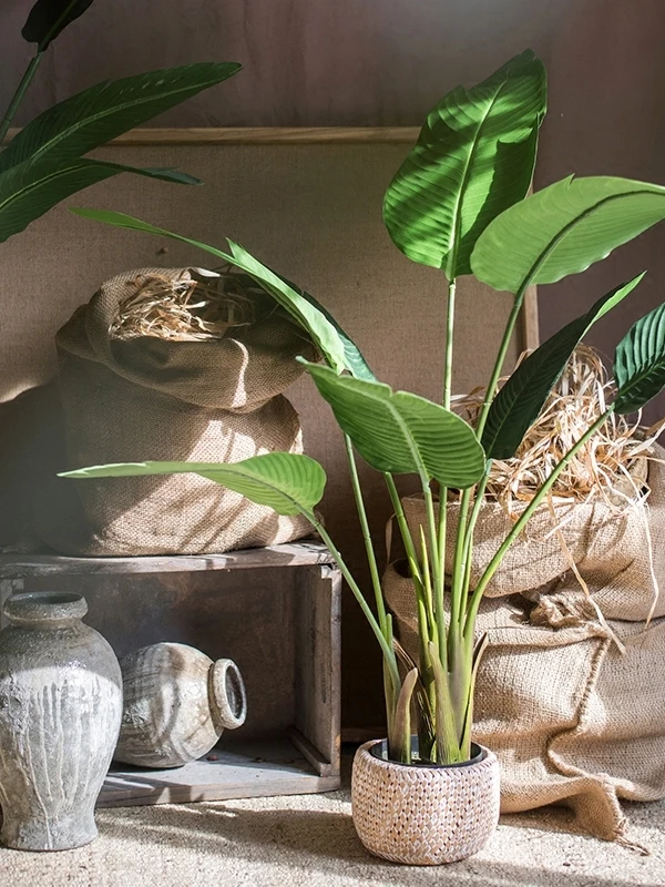 インテリア買い物リストに加えるべき植物の選び方・完全ガイド