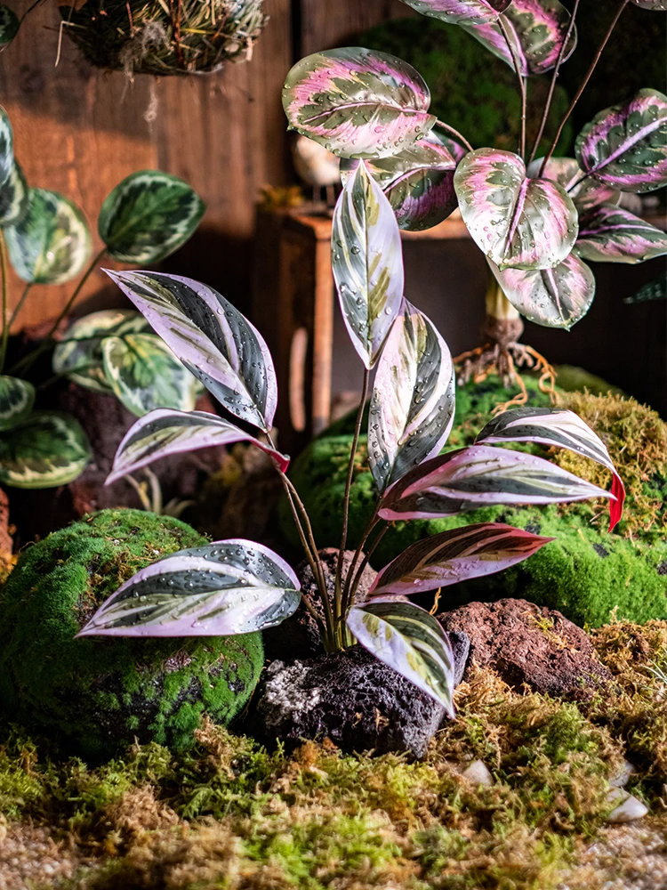 おしゃれな植物を1000円以内で手軽に育てる方法は？厳選4選
