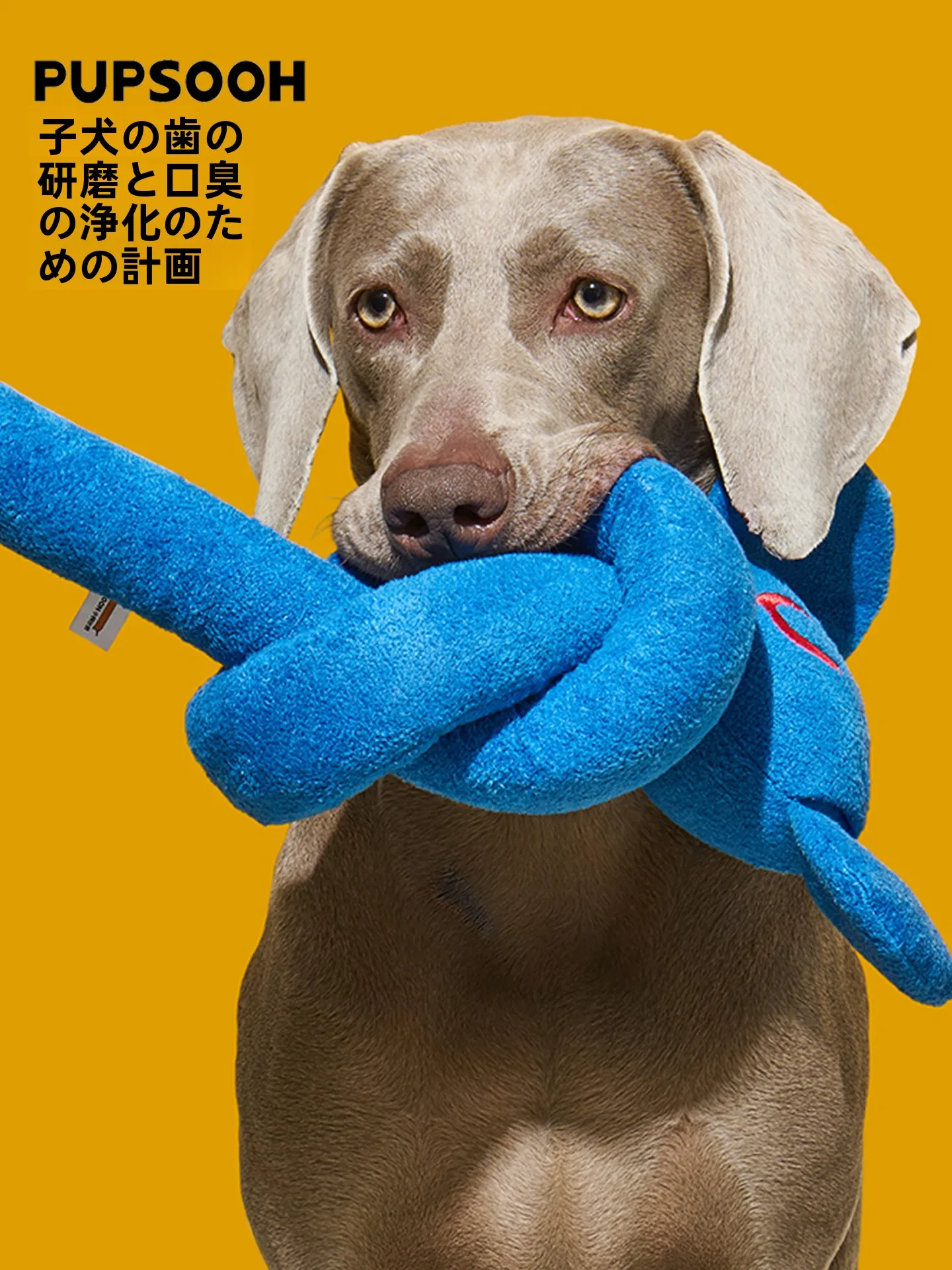 犬用おもちゃ 毛糸の歯磨きインタラクティブトイ：おすすめブランドと実際の使用シーン