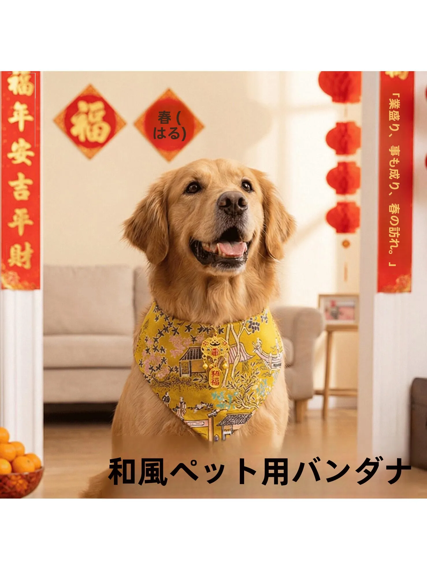 チーズクレストの特徴と飼育に役立つペット衣装の選定ガイド