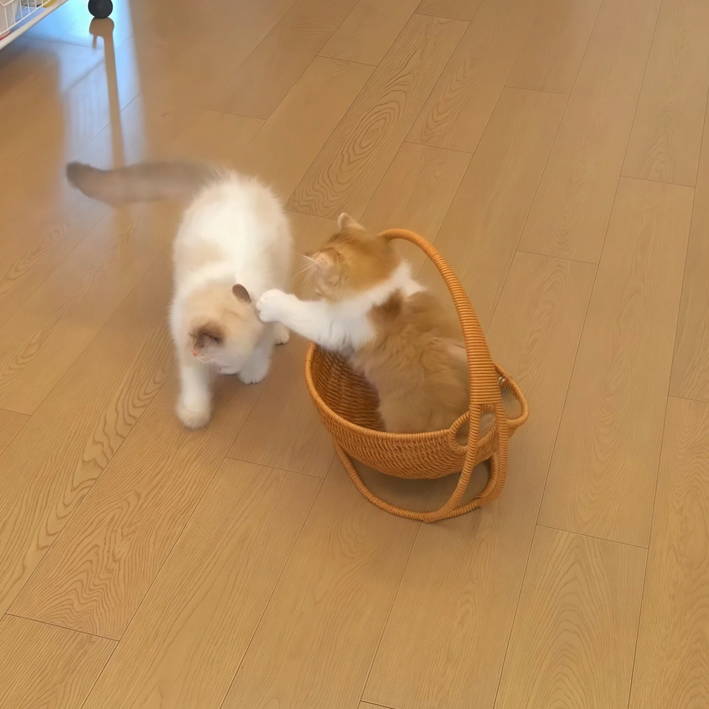猫のためのベッドは、本当に「揺篮」がベストなの？
