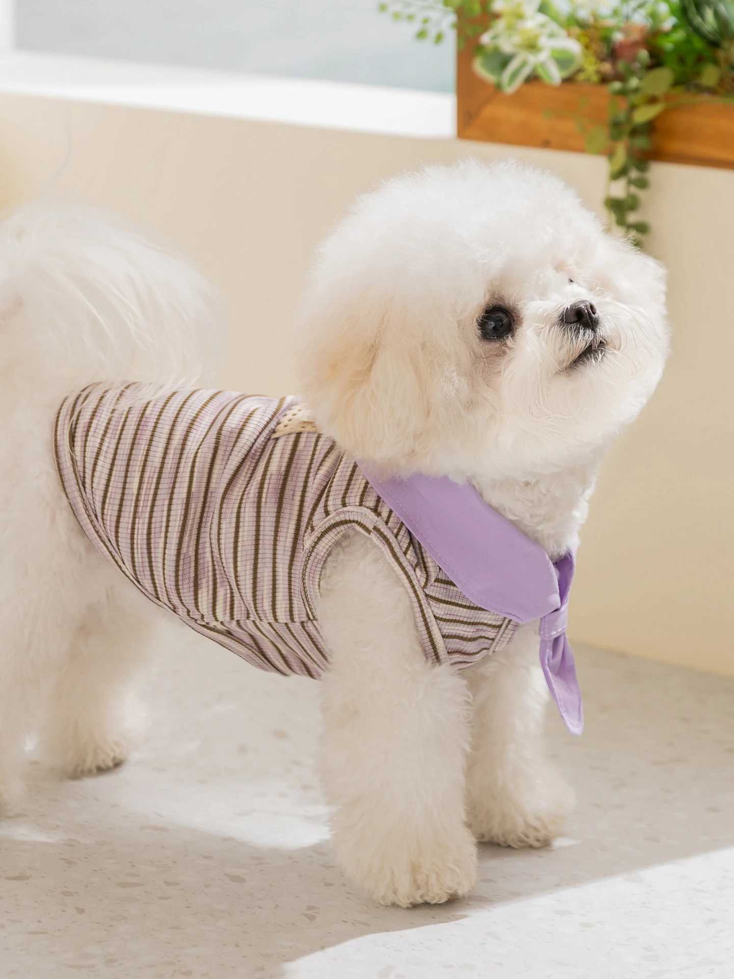 夏の犬にぴったりの薄手衣服は、どう選ぶ？