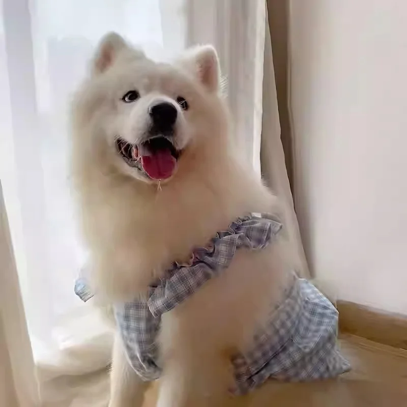 ラブラドールレトリバーにぴったりの夏の服は、どう選ぶ？