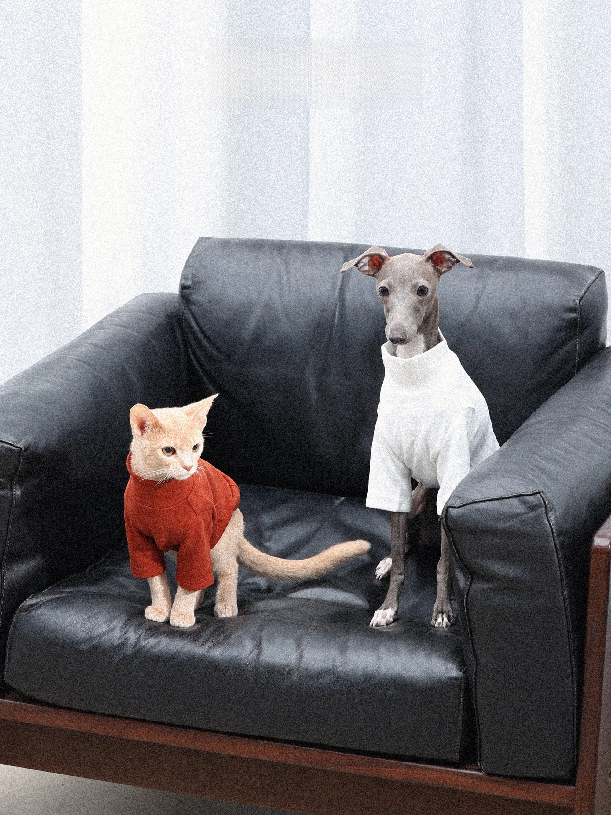 猫飼いが買ってよかったもの・悪かったもの正直に言う｜高領Tシャツの心理的効果と選び方完全ガイド