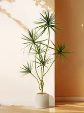 高級感ある人工緑化植物 ドラセナ【インテリア装飾・リビング用】
