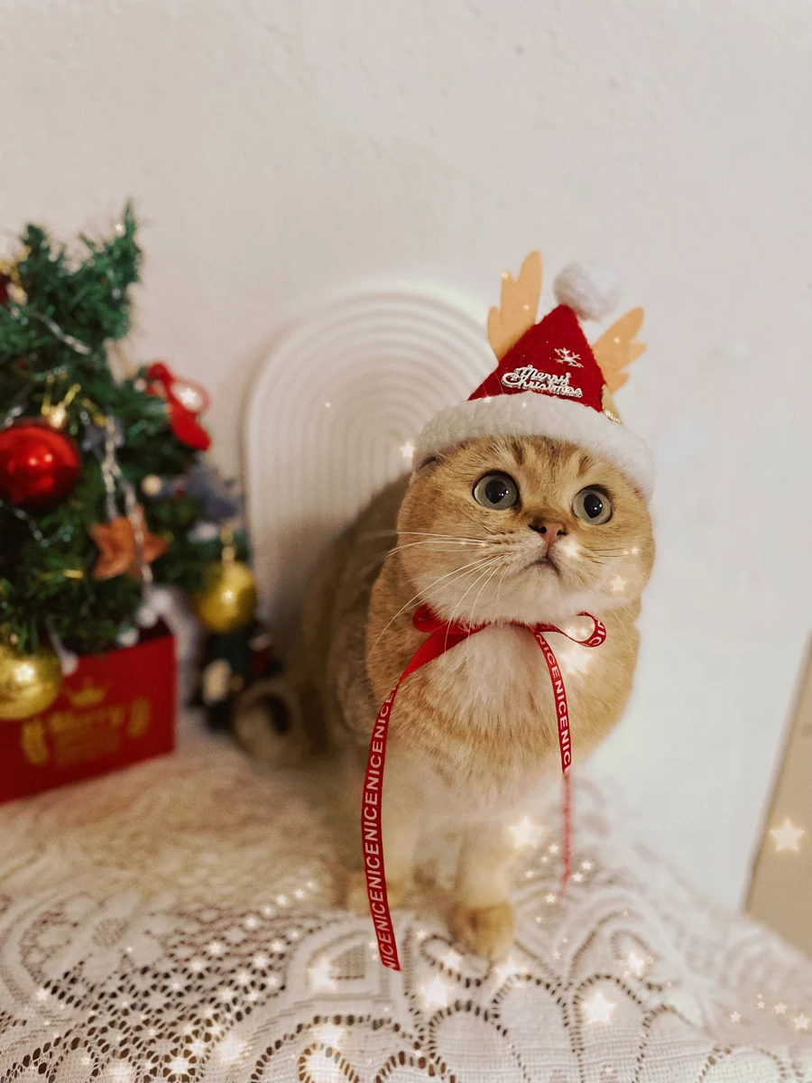 クリスマス帽 ペット用 ウール製 デコレーション：猫犬に贈る季節感を表現するアイテム