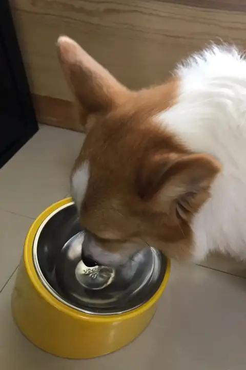 斜め口設計のペット用犬猫用食器【滑り止め付き・ステンレス製・大口】