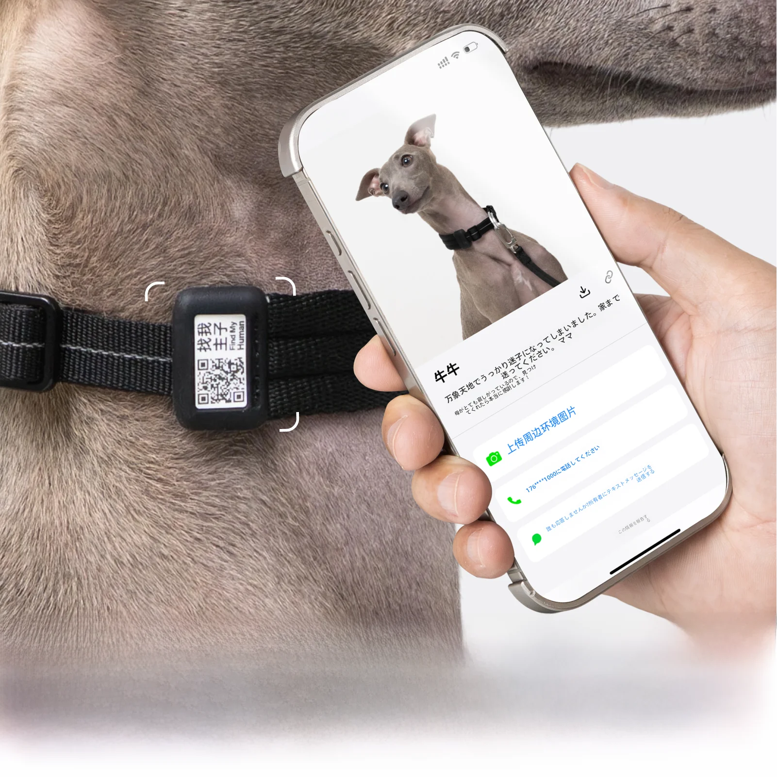小型犬用ハーネス ブランド BuddyArmor の実用性とスペック解析