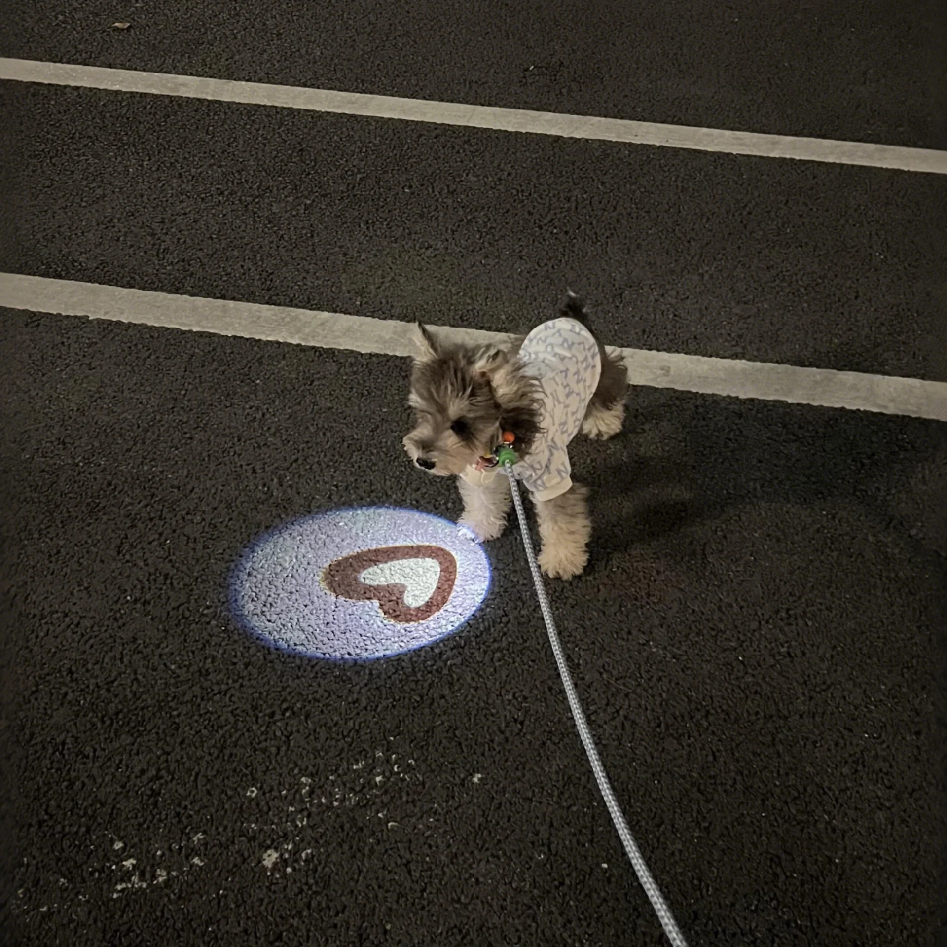 災害時、犬が迷わないようにするための「夜間発光首輪」は本当に効果的？
