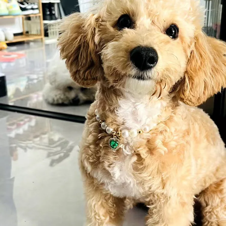 可愛いデザインのパール付きペットカラー：猫と犬用ハート型スワロフスキー装飾の実用性と選定ガイド