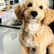 可愛いデザイン！パール付き猫と犬用ペットカラー【ハート型スワロフスキー装飾】（セットアップ対応）