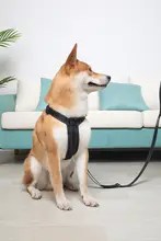 大型犬対応リード【強化タイプ・散歩用・ラブラドール・ゴールデンレトリバー適用】