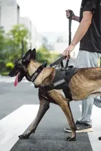 大型犬用リード付ハーネス【背面調整可能・金色の毛色対応・丈夫なデザイン】