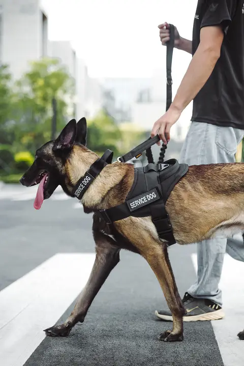 大型犬用リード付ハーネス【背面調整可能・金色の毛色対応・丈夫なデザイン】