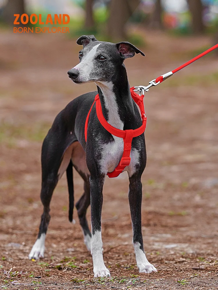 犬のお散歩グッズをコスパ良く揃える方法｜快適耐久のハーネスリード選びの完全ガイド