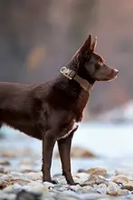 小型犬用のペット用首輪とリード【柴犬・コーギー・フレンチブルドッグ対応】