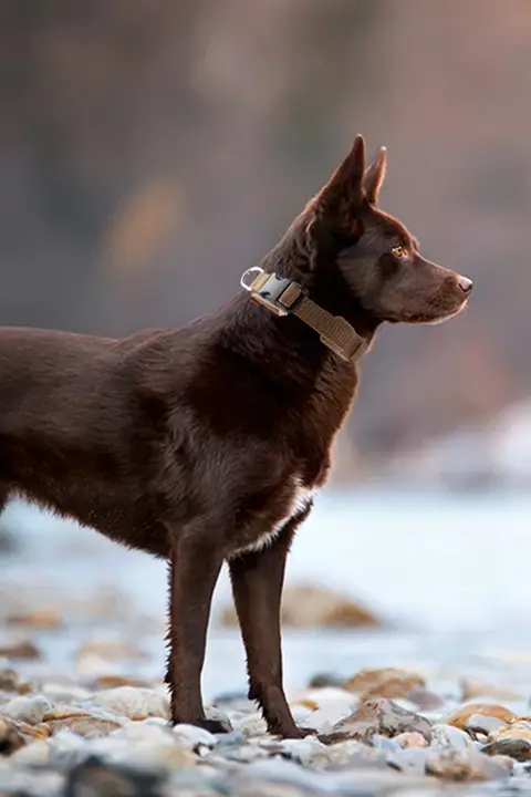 小型犬用のペット用首輪とリード【柴犬・コーギー・フレンチブルドッグ対応】
