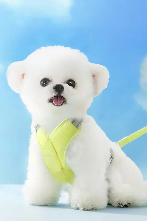 hipidog 犬用ハーネスリード【小型犬・胸掛け式・柴犬・コーギー・ビション・トイプードル対応】