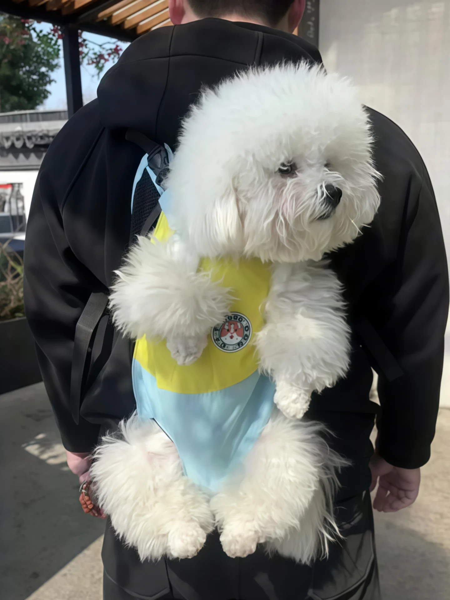 小型犬用リュック型ペットキャリー：背負い式で西高地に最適なフィット感を実現