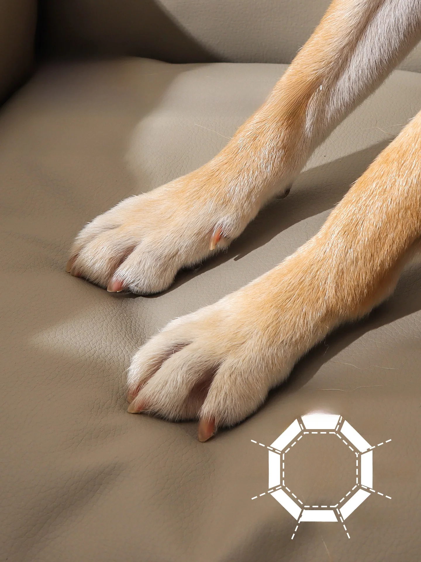 大型犬を室内で飼うなら、この「洗えるペットソファ」が本当に救いだった！