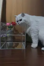 猫用おもちゃ 電動お魚【水遊び・インタラクティブ・スイム機能】