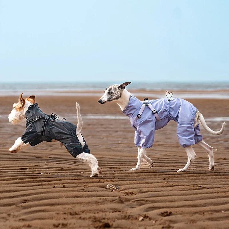 梅雨に備えて買うべき！犬用レインコートの選び方と色・サイズの完全ガイド