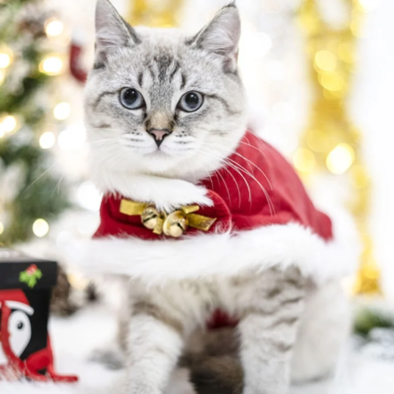 猫飼いが買ってよかったもの・悪かったもの正直に言う｜クリスマス衣装の実際の効果と選び方完全ガイド