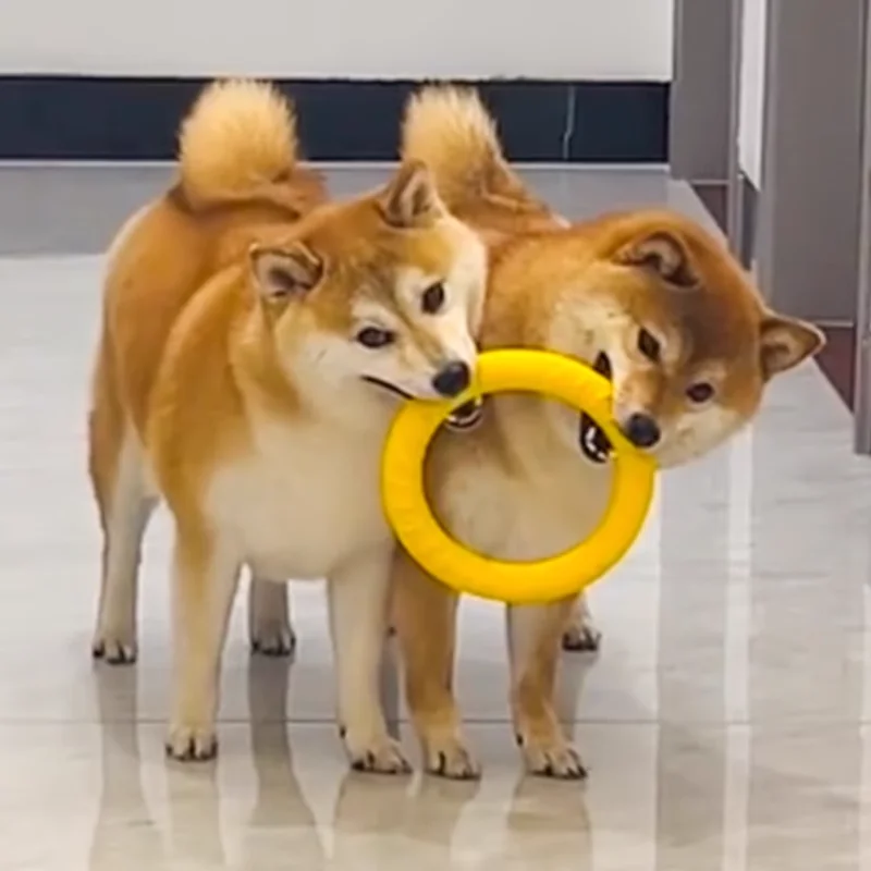 犬用トレーニングフリスビー【耐噛み性・遊び用ラリング・中大型犬・小型犬対応】
