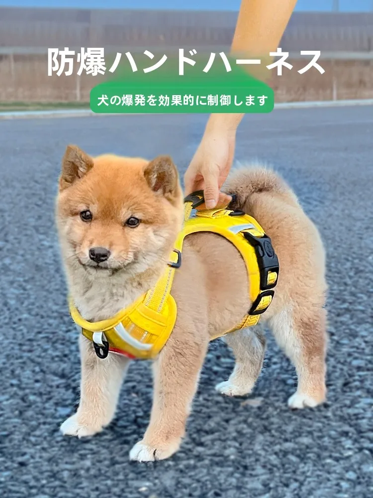 犬のお散歩グッズをコスパ良く揃える方法　完全ガイド