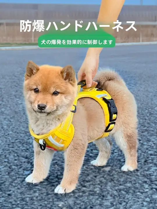 小型犬用 ペットリード&ハーネスセット【防脱出・柴犬・テディベア用】