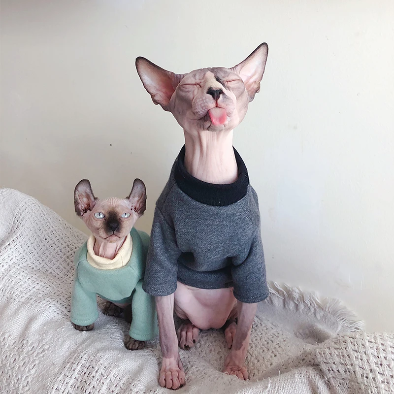 猫飼いが買ってよかったもの・悪かったもの正直に言う｜スフィンクス用あったかフードの選び方徹底解説