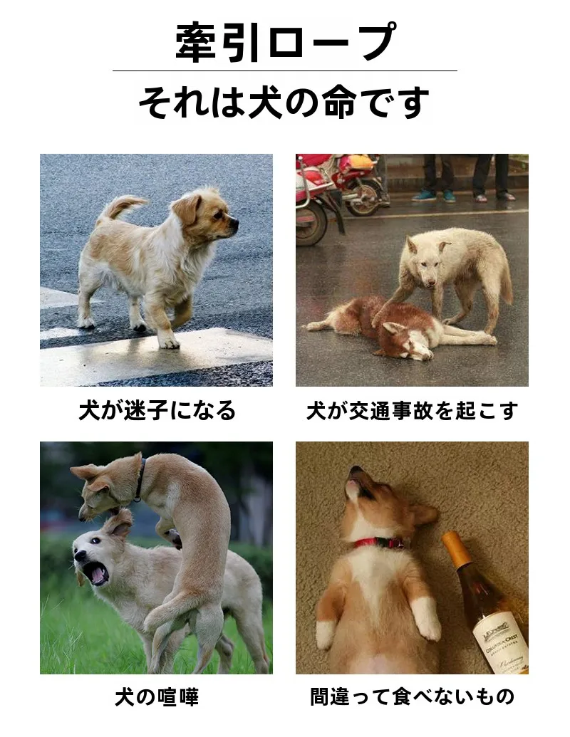 犬のお散歩グッズをコスパ良く揃える方法　中小型犬向けハーネスリードの選び方徹底解説