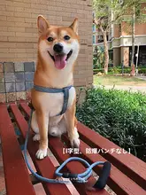 小型犬用 工字型ハーネス【防爆・引き抜き防止・柴犬・シュナウザー対応】
